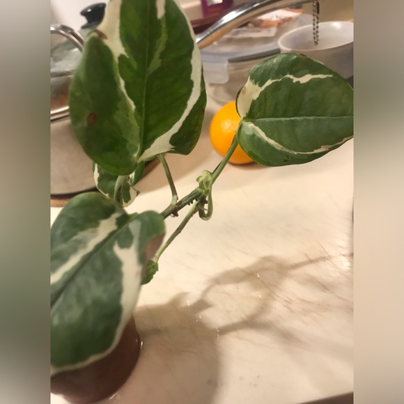 Manjula plant - Picture 4 of 14